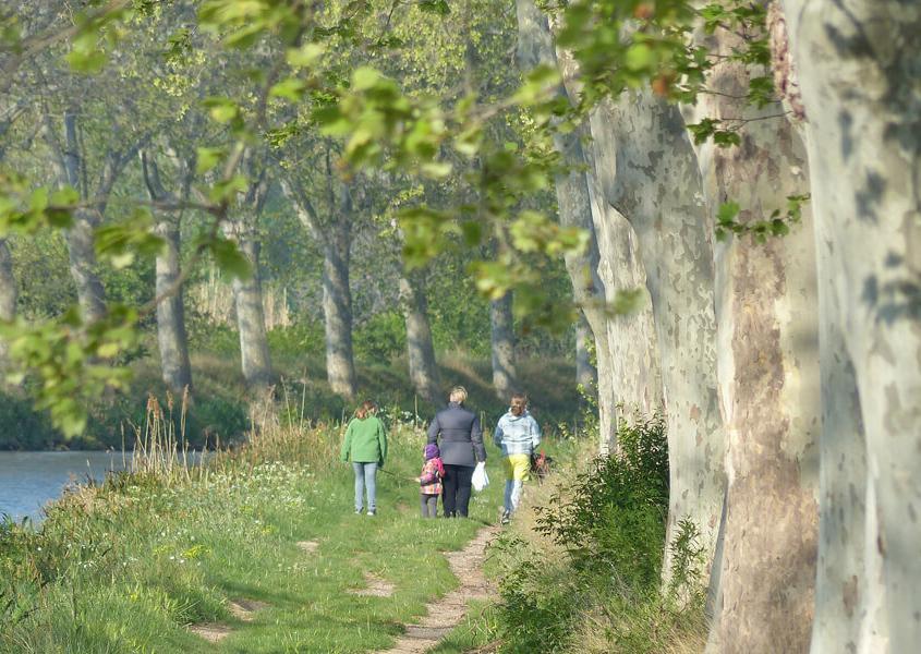 Platanen am Canal du Midi