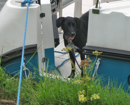 Hund an Bord eines Nicols Hausbootes