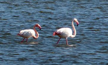 Camargue Flamingos