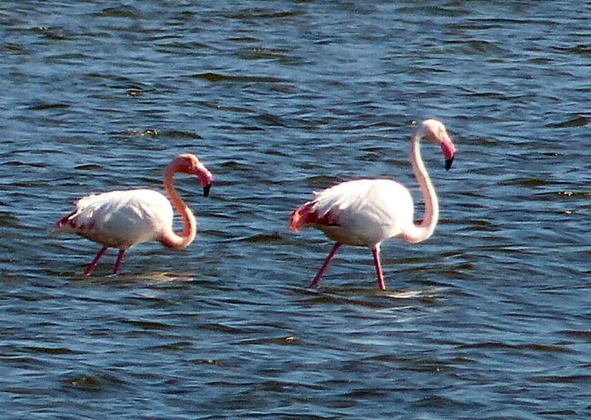 Camargue Flamingos