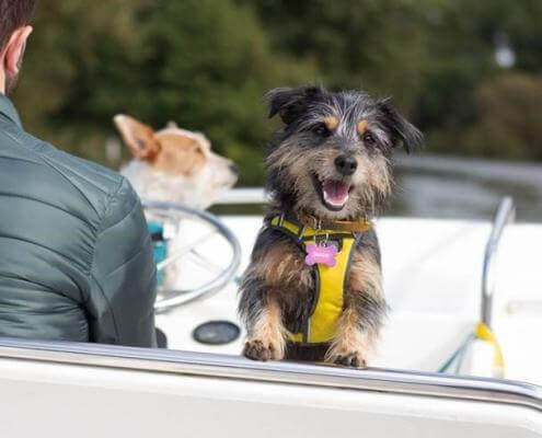 Hausboot mit Hund