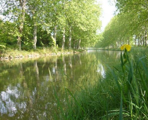 Canal du Midi mit Platanen
