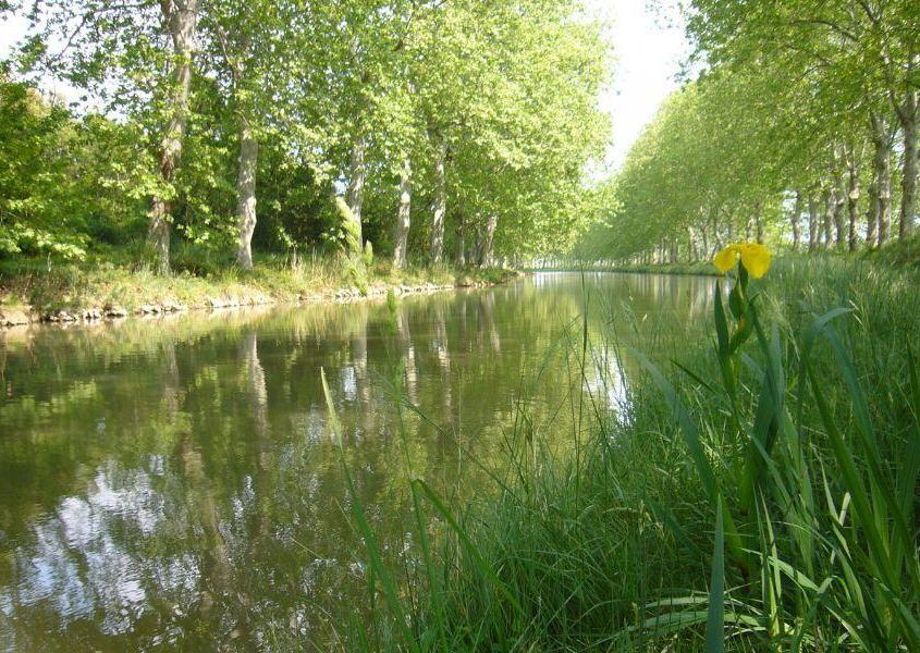 Canal du Midi mit Platanen