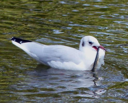 Möwe beim Fischen